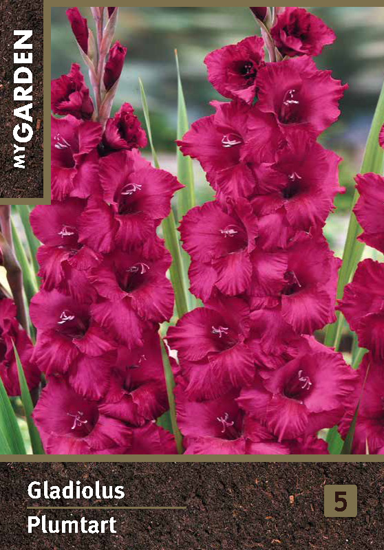 Гладиолус крупноцветковый Плюмарт